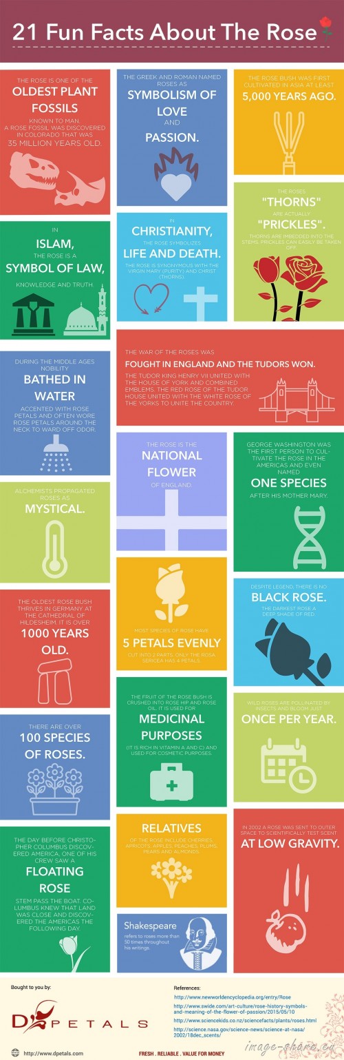 21-fun-facts-rose-infographic.jpg