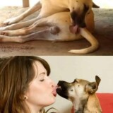 dog.kisscoj5q